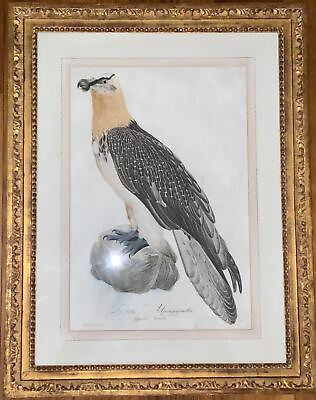 #ad 1800 11 Joh. Th. Susemihl ALPENGEYER Alpine Eagle Ornithology Beautifully
