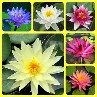 #ad Water Lily seeds Mixed colors Nymphaeaceae New Water Pond Plant up to 80 Seeds