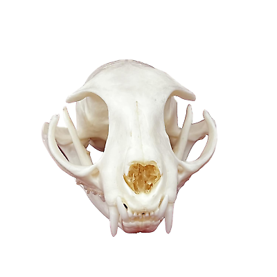 #ad Taxidermy Real Animals Skulls Real Bones Specimen Taxidermy Supplies for Scien