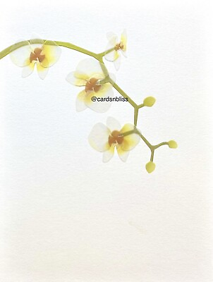 #ad NEW Papyrus Iridescent Vellum Orchid Flower All Occasions Blank Card $8.50 Rtl