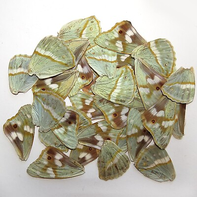#ad GIFT 20 pcs insect REAL BUTTERFLY wing material DIY artwork jewelry #61
