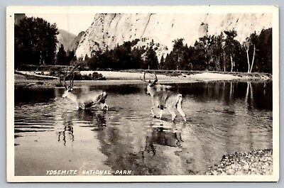 #ad Postcard Yosemite National Park Real Photo RPPC Deer Bucks in River Velvet Horns $15.00