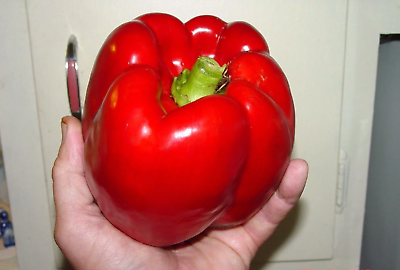 #ad 30 GIANT RED BELL PEPPER SEEDS SWEET HEIRLOOM ORGANIC NON GMO FRESH