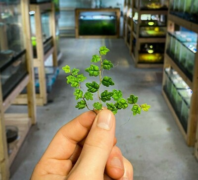 #ad String of Frogs Ficus pumila #x27;Quercifolia#x27; Stem Cutting Live Terrarium Plant