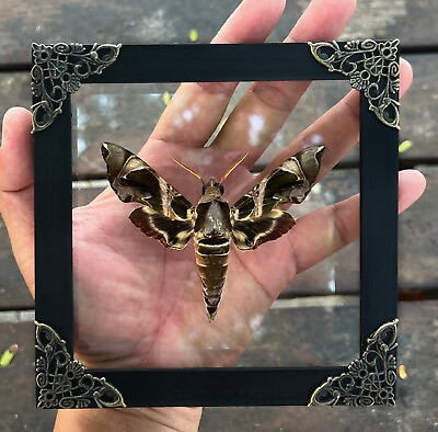 #ad Insects Bugs Moth Art Taxidermy Real Frame Gothic Home Butterfly Beetles Display