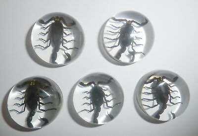 #ad Insect Cabochon Black Scorpion Specimen Round 25 mm Clear 5 pieces Lot