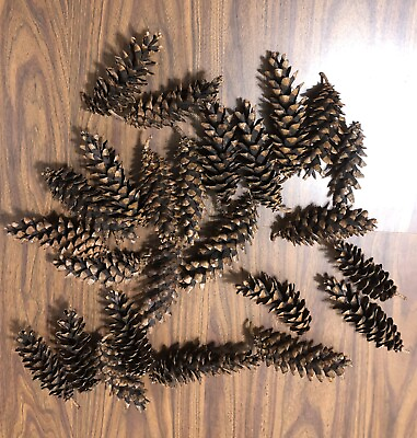 #ad 25 Real Pinecones Eastern White Pine Cones Natural Fresh Craft Supplies 5 7quot;