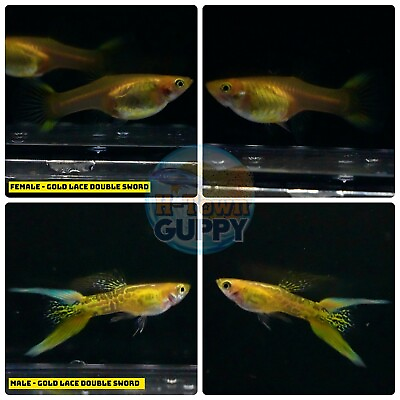 #ad 1 TRIO Live Aquarium Guppy Fish High Quality GOLD LACE DOUBLE SWORD
