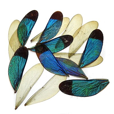 #ad GIFT 16 pcs green REAL insect dragonfly wing material DIY artwork jewelry #74