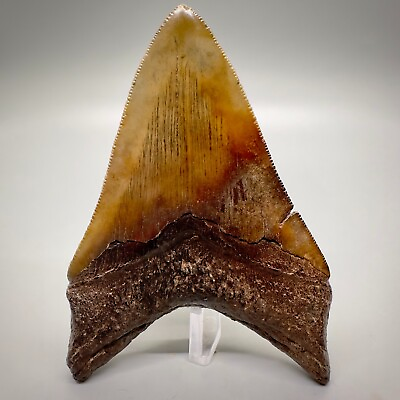 #ad Absolutely Stunning Red Brown Colored Serrated 4.27quot; Fossil MEGALODON Tooth USA