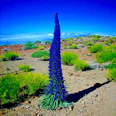 #ad PRIDE OF MADEIRA Flower Seeds Echium fastuosum Blue Tower of Jewels Garden Plant