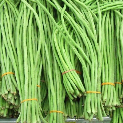 #ad Yard Long Bean Seeds USA Asparagus Green Asian Seed Đậu Đũa Ngọt