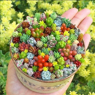 #ad 200pcs Rare Mixed Succulent Seeds Vibrant Beautiful Perfect for Indoor Gardening
