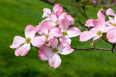 #ad 3 Unrooted Cuttings Pink Dogwood Tree