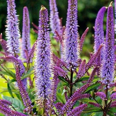 #ad Cupid Culver#x27;s Root Perennial Flower Bulb Easy to Grow Purple Flower Blooms