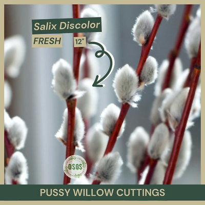 #ad 12quot; Lot of 5 Pussy Willow Cuttings Salix discolor FRESH Native Shrub
