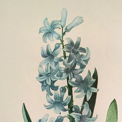 #ad P. J. Redoute Flowers Hyacinthus Orientalis Botanical Art Book Plate 65 Print