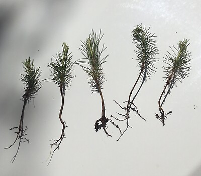 #ad 5 loblolly pine tree seedlings wild grown 3 6quot; perfect transplant size FAST grow