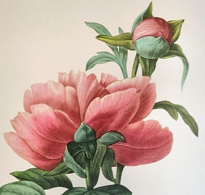 #ad P. J. Redoute Beautiful Flowers CHINESE PEONY Botanical Art Print Book Plate 101