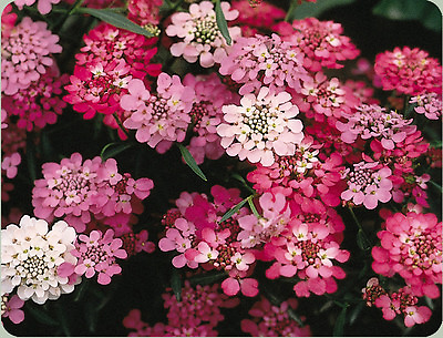 #ad candytuft PERENNIAL white pink FLOWER 325 seeds GroCo BUY US USA