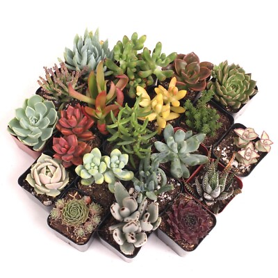 #ad Plants for Pets Fully Rooted Live Succulent Plants Pack of 5
