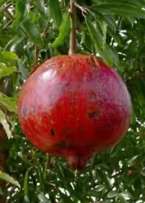 #ad Pomegranate #x27;Wonderful#x27; Punica granatum LOWEST PTICE ON EBAY