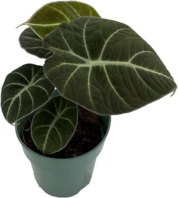 #ad Alocasia Black Velvet Plant Dwarf Rare Live Tropical Houseplant In 4quot;H Pot