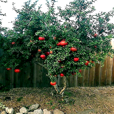 #ad 20 DWARF Pomegranate Tree Seeds Punica granatum Nana Garden Fruit House Plant