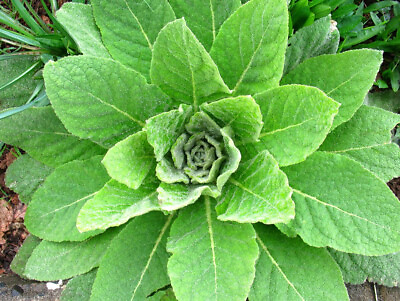 #ad 500 1000 Grams of Great Mullein SEEDS Verbascum Thapsus FREE SHIPPING