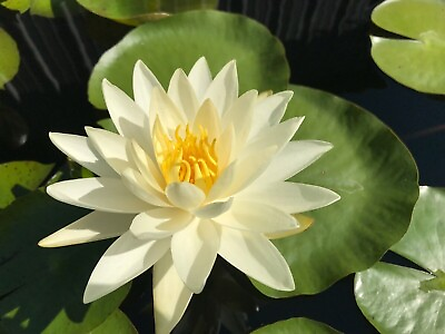 #ad Water Lily Moondance White Winter Hardy Sprouted Tuber Rhizome