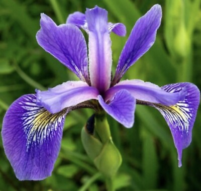 #ad 2 Blue Iris live plants $10.00