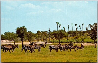 #ad Postcard Herd of rare Grevy#x27;s Zebra at Busch Gardens in Tampa Florida