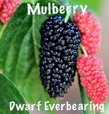 #ad Mulberry Tree #x27;Dwarf Everbearing#x27; Morus nigra 2 live plants edible fruit