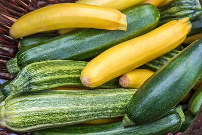 #ad Squash Seed: Zucchini mixture Seeds Fresh Seed FREE Shipping