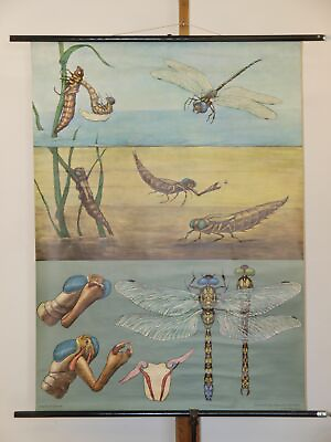 #ad Jung Cook Quentell Animal Picture Blue Dragonfly 1965 Schulwandbild Mural