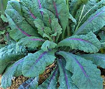 #ad Dazzling Blue Kale Seed NON GMO 100 SEEDS BUY 4 ITEMS FREE SHIPPING