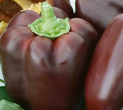 #ad CHOCOLATE BEAUTY BELL PEPPER SEEDS 20 SWEET PEPPER culinary FREE SHIPPING