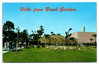 #ad Postcard Hello from Busch Gardens in Tampa Florida Flamingos and Golden Dome