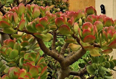 #ad Crassula ovata – Jade Plant This is for 2 Cuttings 3 5quot; in length