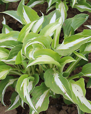 #ad Night Before Christmas Hosta 3 root divisions