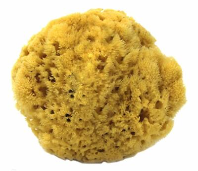 #ad Natural Yellow Sea Sponges by Spa Destinations Choose Size