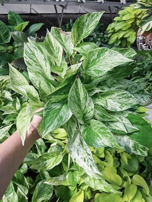 #ad Snow Queen Pothos cutting Marble Queen Variegated Pothos plant 3 cutting