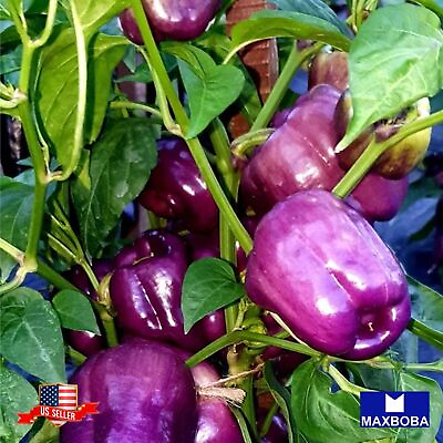 #ad 20 Sweet Lilac Bell Pepper Seeds Non GMO Heirloom Vegetable BTGO 75% OFF
