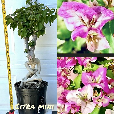 #ad NEW Colors Bougainvillea Bonsai . Grafted in NEW Citra changing colors . 