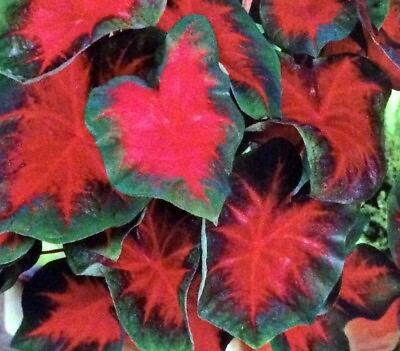 #ad FLORIDA CARDINAL Fancy Leaf CALADIUM Bulbs YOU CHOOSE QTY Red Green SUN TOLERANT