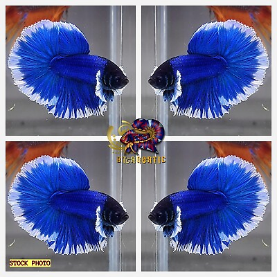 #ad Live Betta Fish High Quality MALE Dumbo Blue Butterfly Halfmoon USA Seller