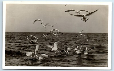 #ad Postcard Seagulls in Ocean amp; Mid Air RPPC G117