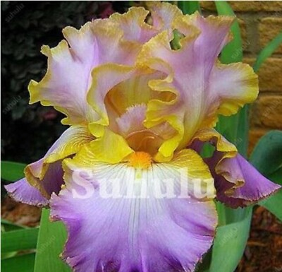 #ad 20 SEEDS for Violet Yellow IRIS rare flower exotic bloom garden plant USA Seller