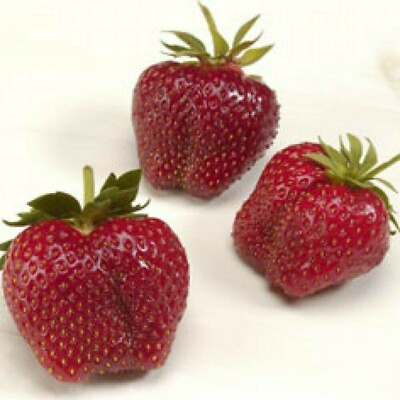 #ad AC Wendy Strawberry June bearing 10 Fresh Live Plants