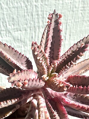 #ad Very Rare Healthy Kalanchoe #x27;Pink Butterflies#x27; 4” Live Rooted Succulent Plant